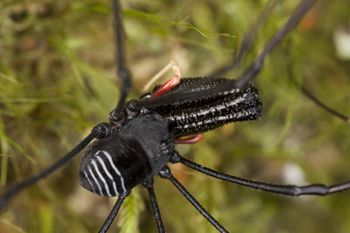 Media type: image;   Invertebrate Zoology 29259